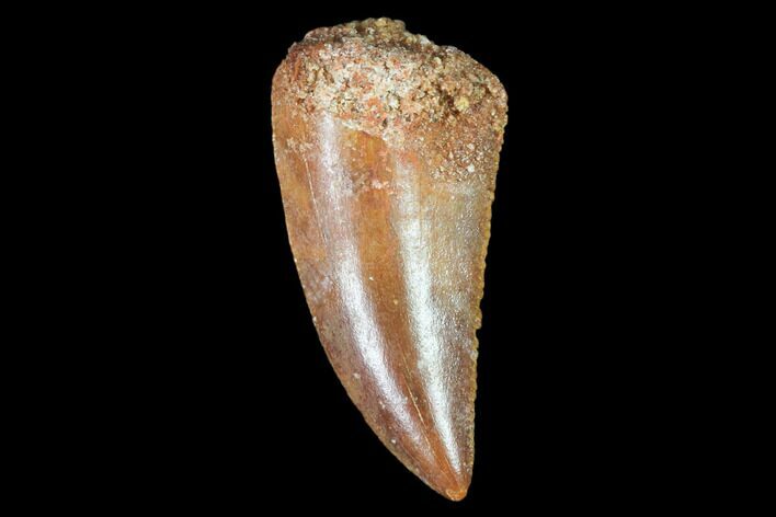 Raptor Tooth - Real Dinosaur Tooth #102381